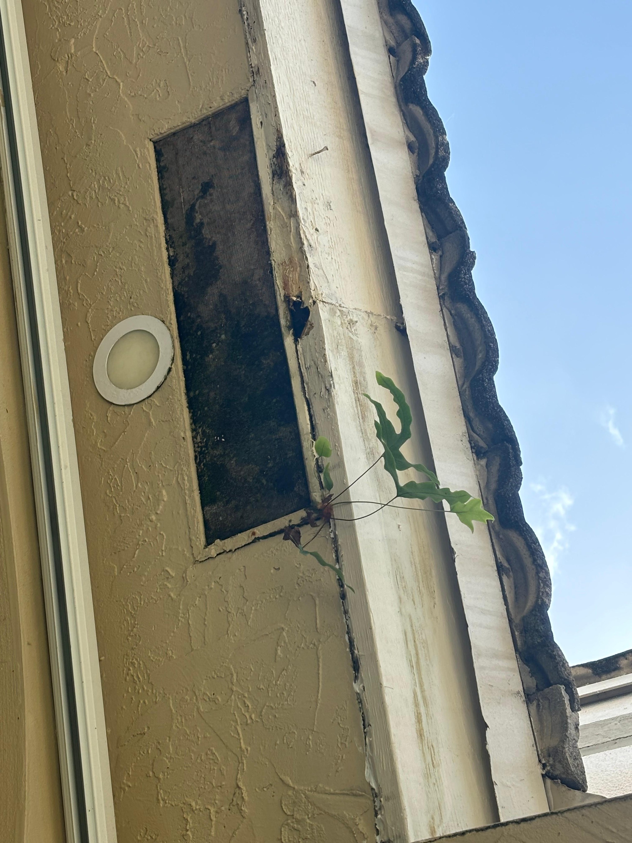 Rotted soffit panel and open fascia gap on the exterior eave of a Broward County home, with a plant growing out of the roof edge