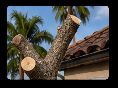 Trim Overhanging Tree Branches