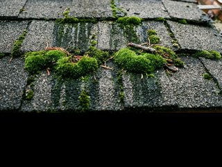 Recurring Algae or Moss