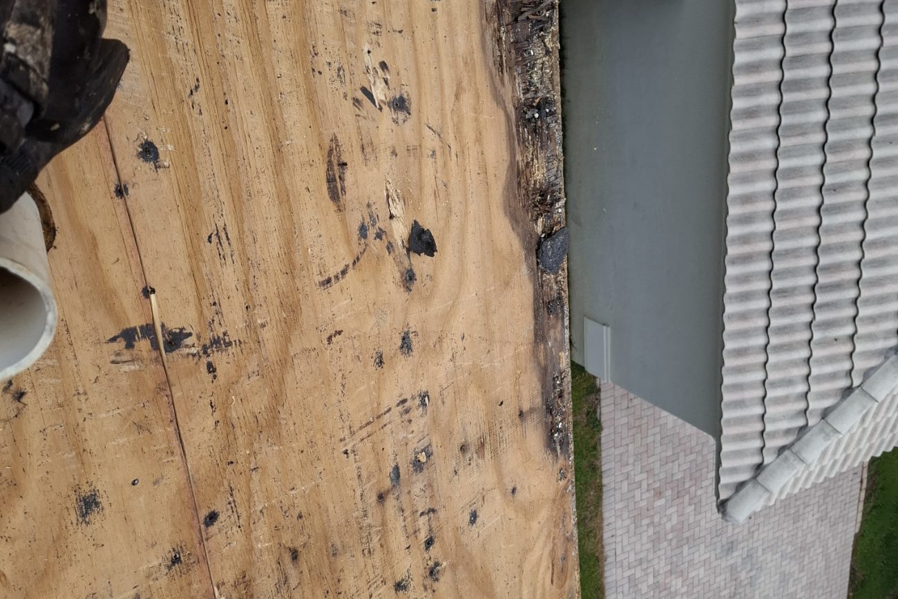 Edge of a roof deck showing rotted timber along the fascia line after tear-off