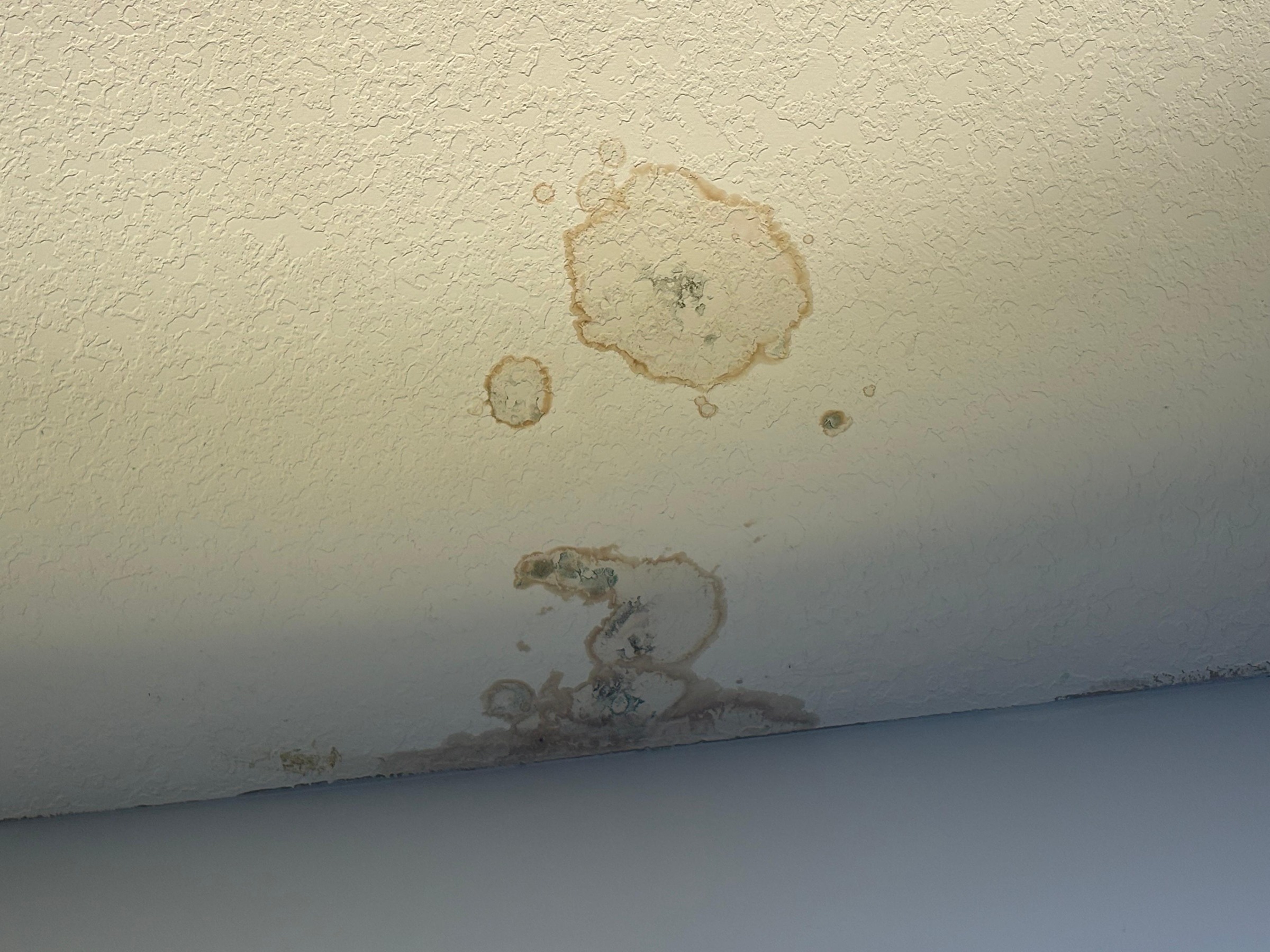 Water stain and mold spotting on an interior ceiling caused by a roof underlayment failure in Broward County, Florida
